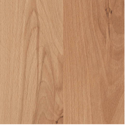 Mountain Beech