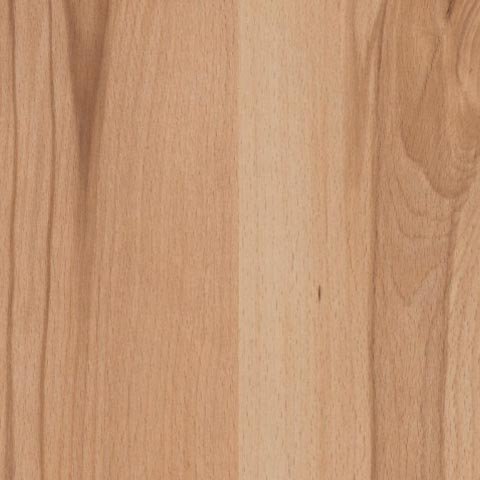 Mountain Beech